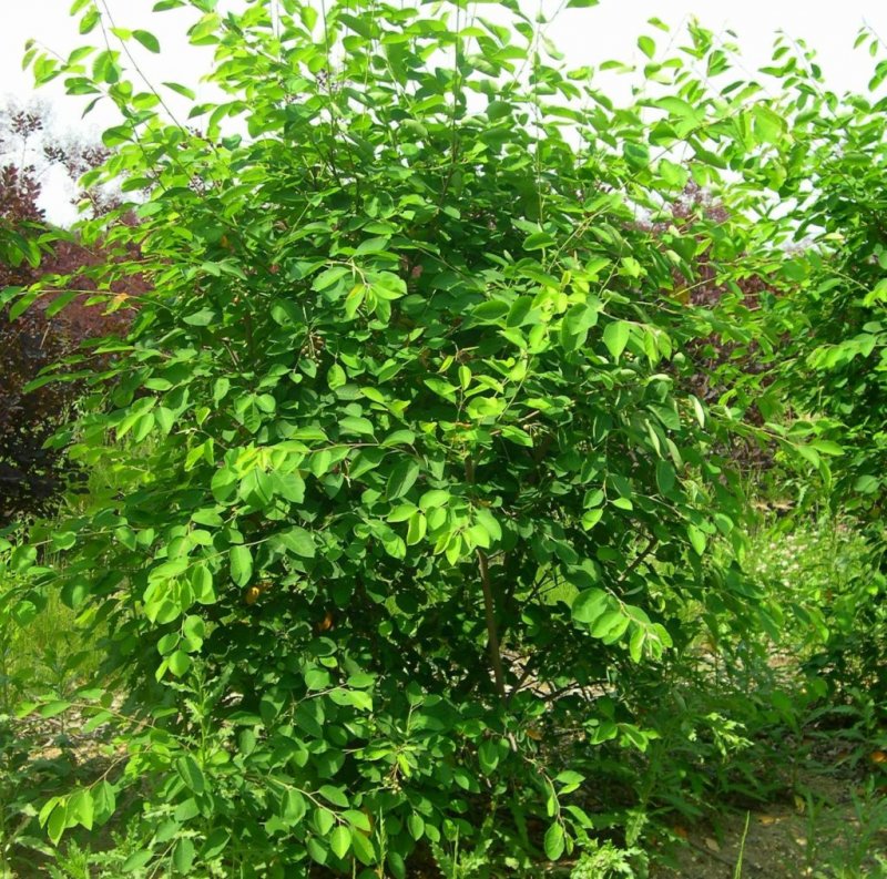 Ирга круглолистная куст