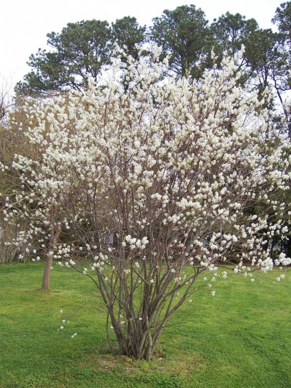 Ирга Ламарка (Amelanchier lamarckii)