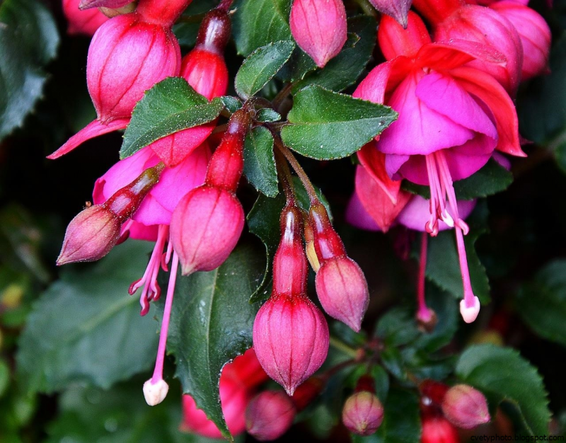 Фуксия Fuchsia