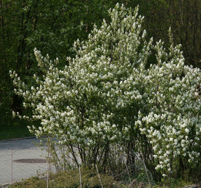 Ирга колосистая Amelanchier spicata