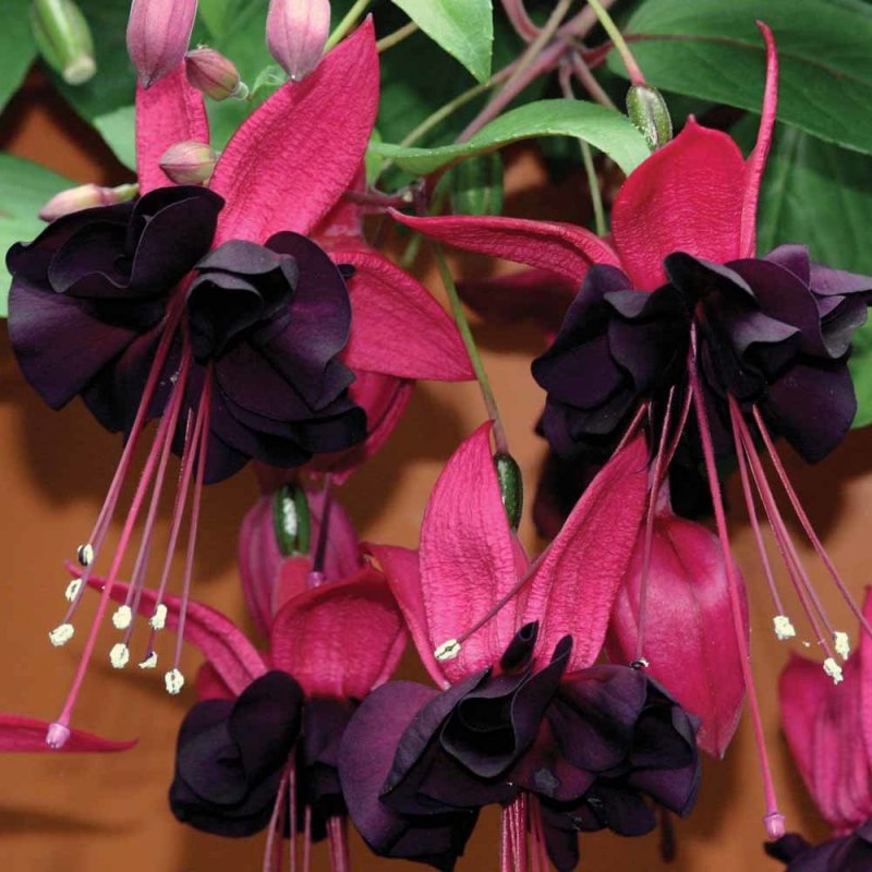 Фуксия Roesse Blacky