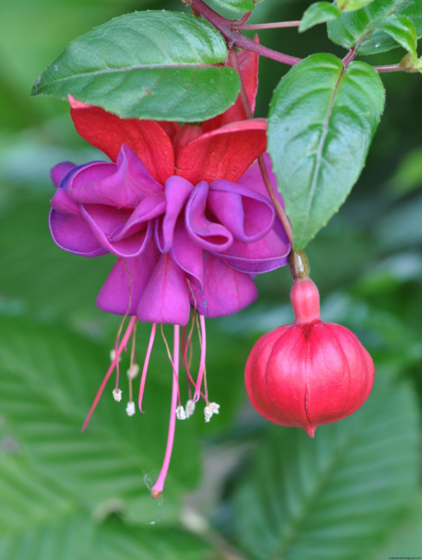 Фуксия гибридная Fuchsia hybrida