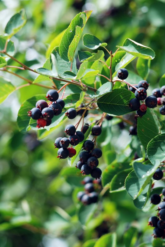 Amelanchier lamarckii ирга канадская