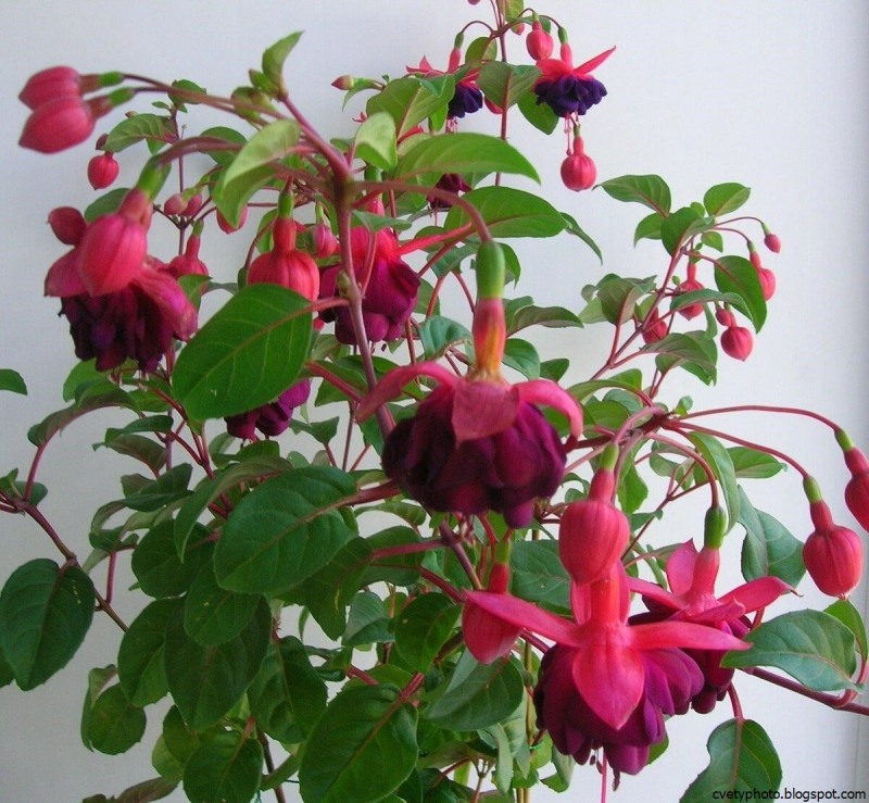 Фуксия ампельная