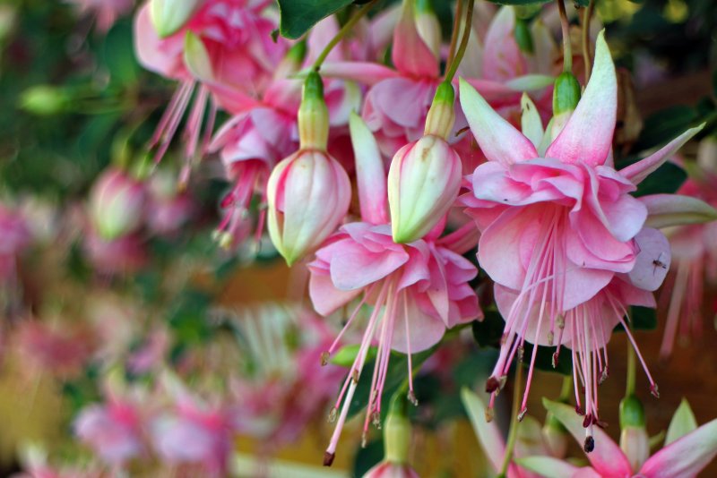 Фуксия Pink Galore