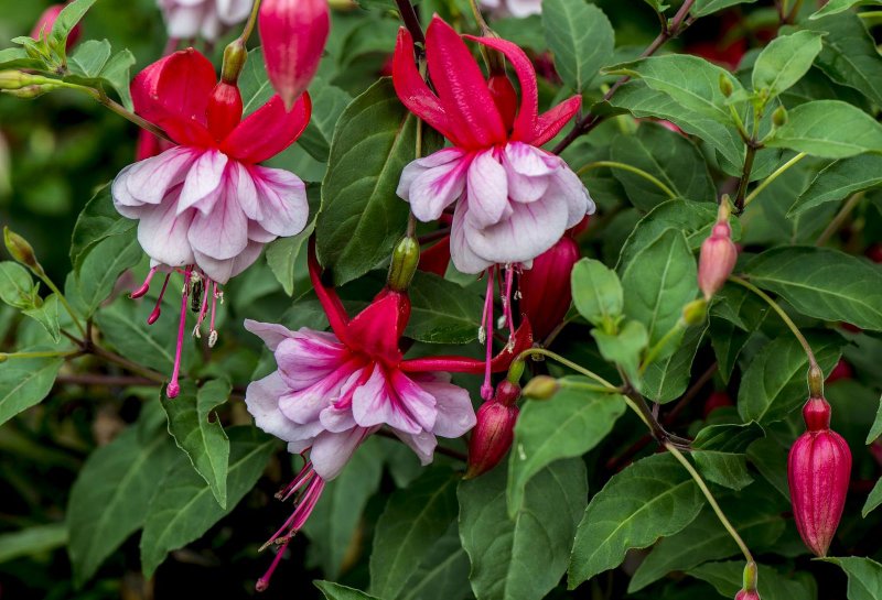 Фуксия Fuchsia
