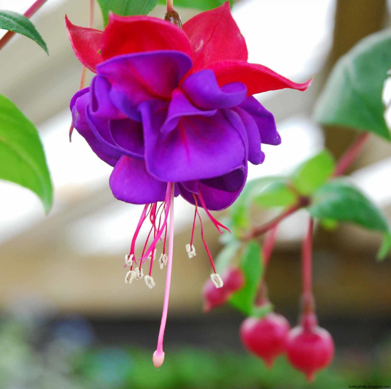 Фуксия Fuchsia