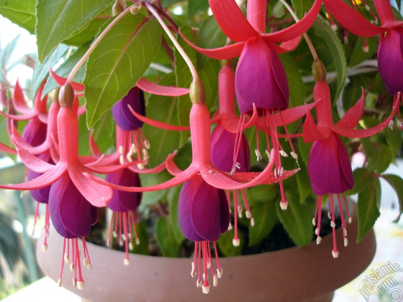 Фуксия гибридная Fuchsia hybrida