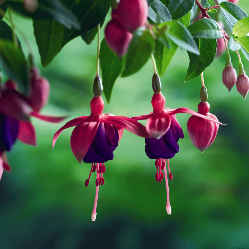 Фуксия гибридная Fuchsia hybrida