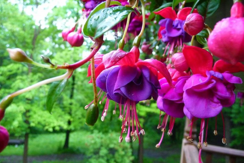 Фуксия Fuchsia