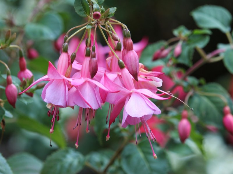 Фуксия Pink Galore