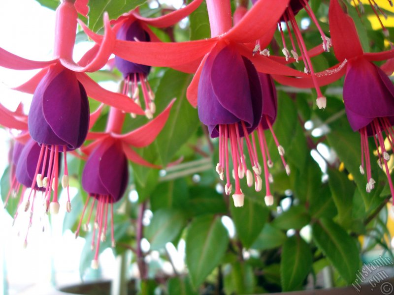 Фуксия Magenta Purple