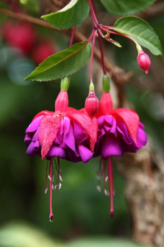 Фуксия Fuchsia Fulgens