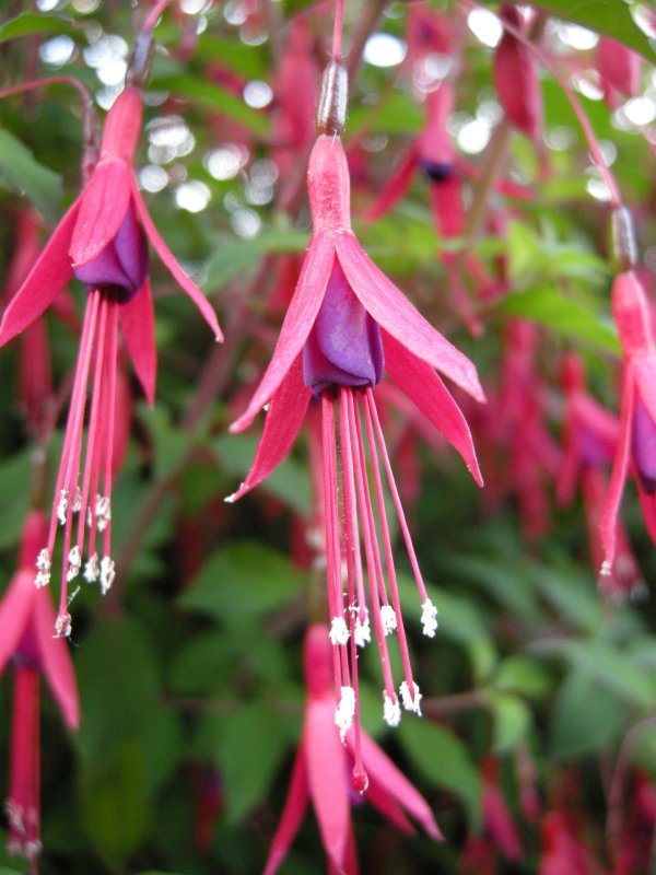 Фуксия magellanica magellanica
