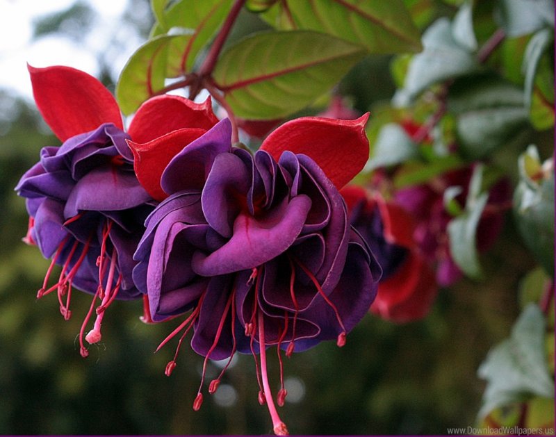 Фуксия гибридная Fuchsia hybrida