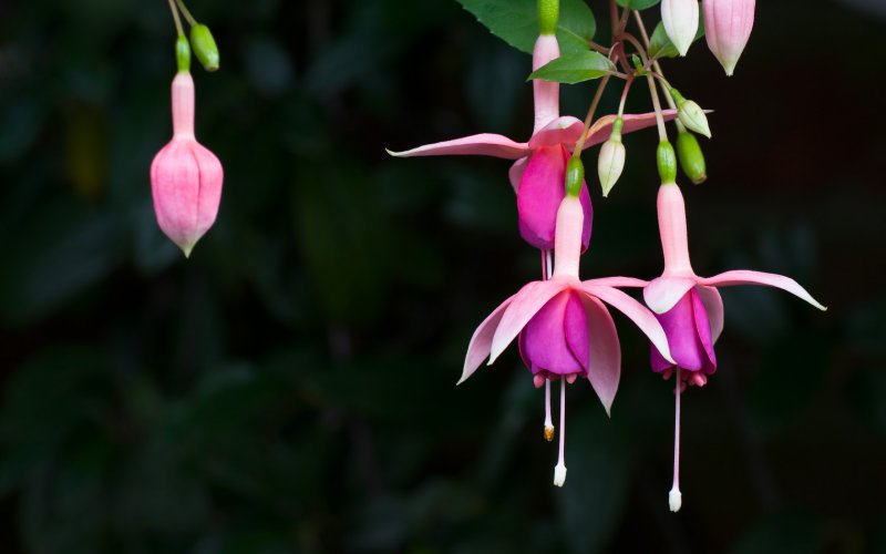 Фуксия Fuchsia