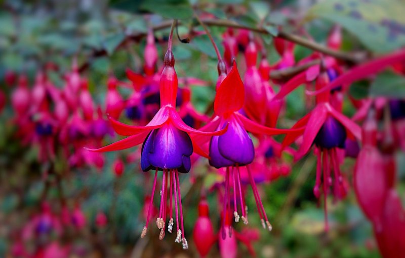 Фуксия Fuchsia