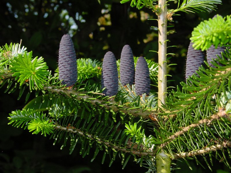 Пихта корейская Abies Koreana
