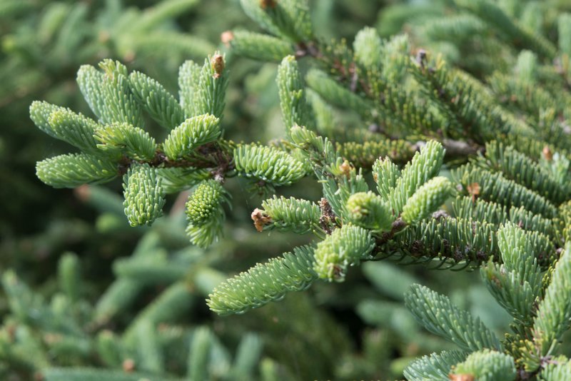 Пихта Сибирская Abies sibirica