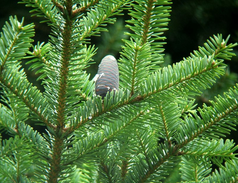 Abies Koreana Fliegende Untertasse пихта