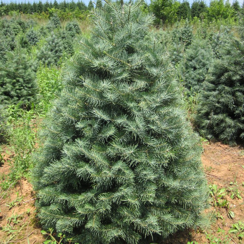 Пихта одноцветная Abies concolor