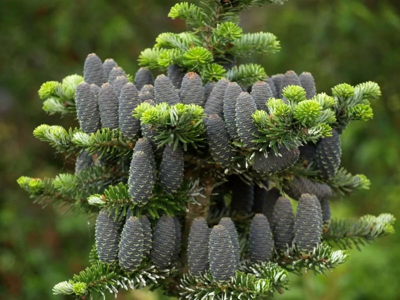 Пихта Сибирская Abies sibirica