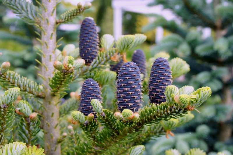 Ель Abies Koreana