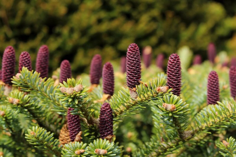 Пихта Сибирская Abies sibirica