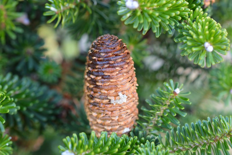 Пихта Сибирская (Abies sibirica) микростробилы
