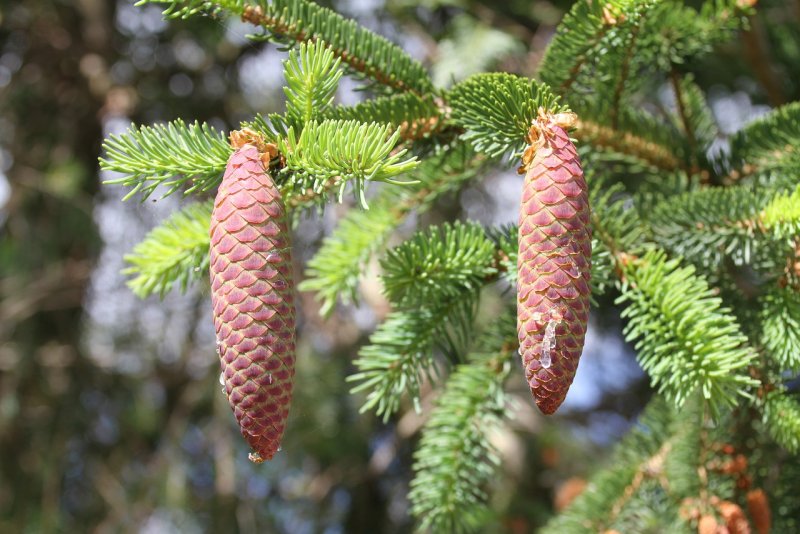 Abies Grandis