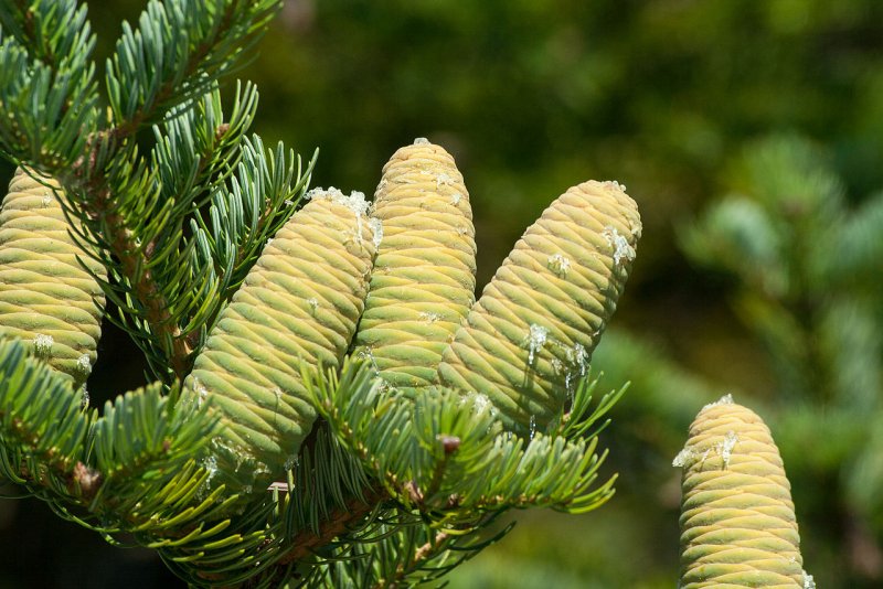 Пихта Сибирская Abies sibirica