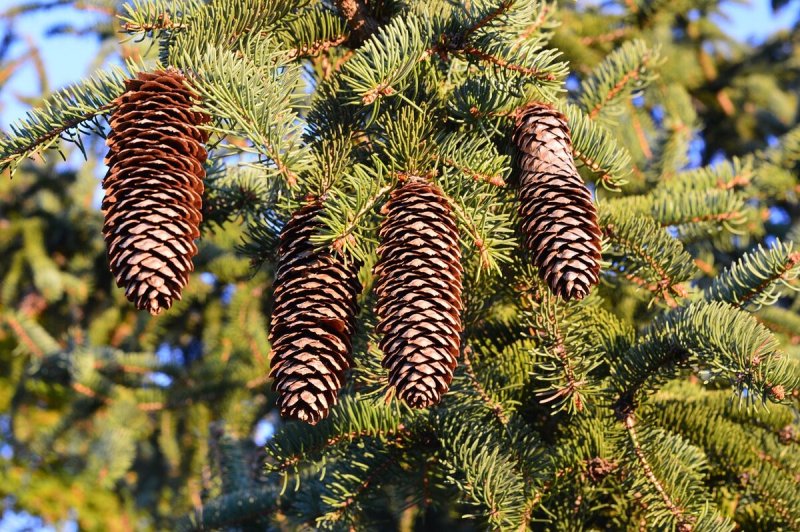 Пихта Сибирская — Abies sibirica Ledeb.