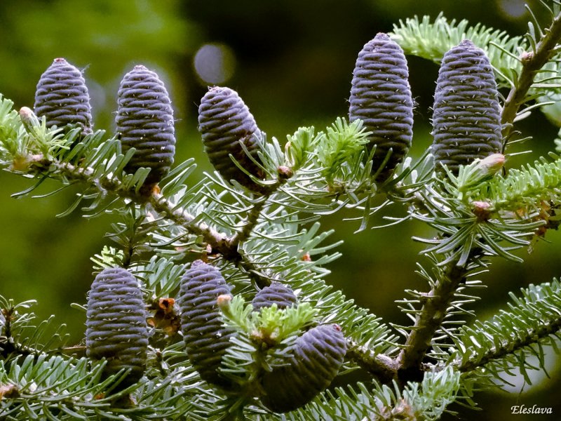 Пихта белая Abies Alba