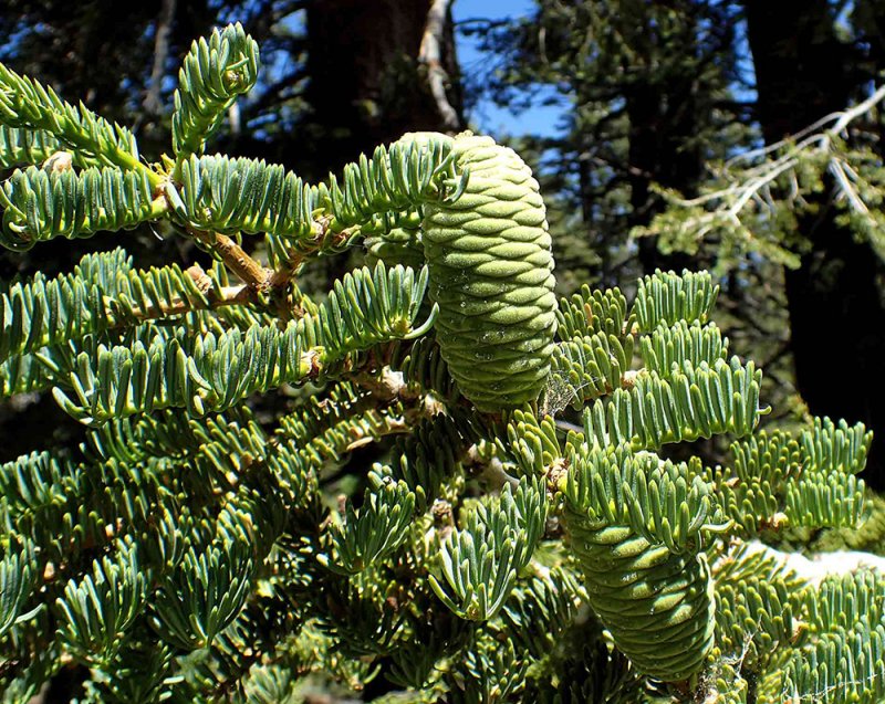 Пихта Сибирская Abies sibirica
