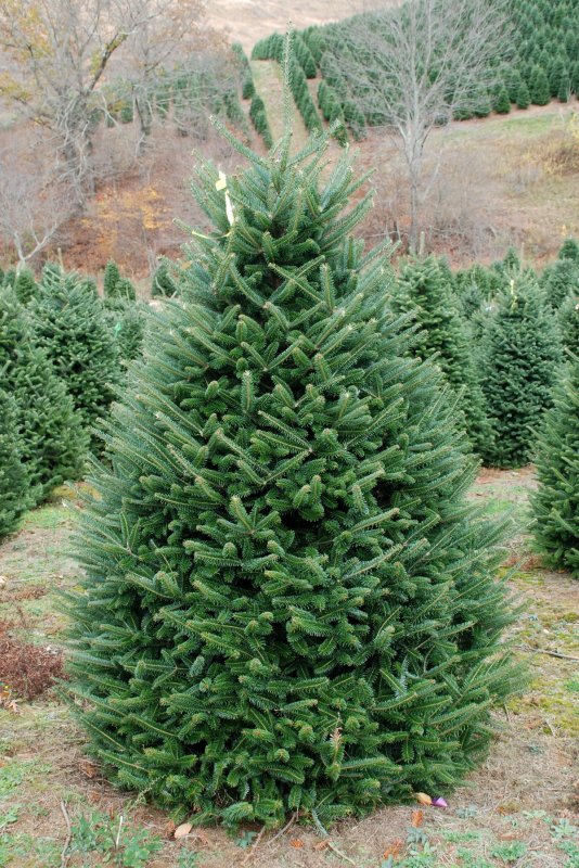 Пихта Фразера (Abies fraseri)
