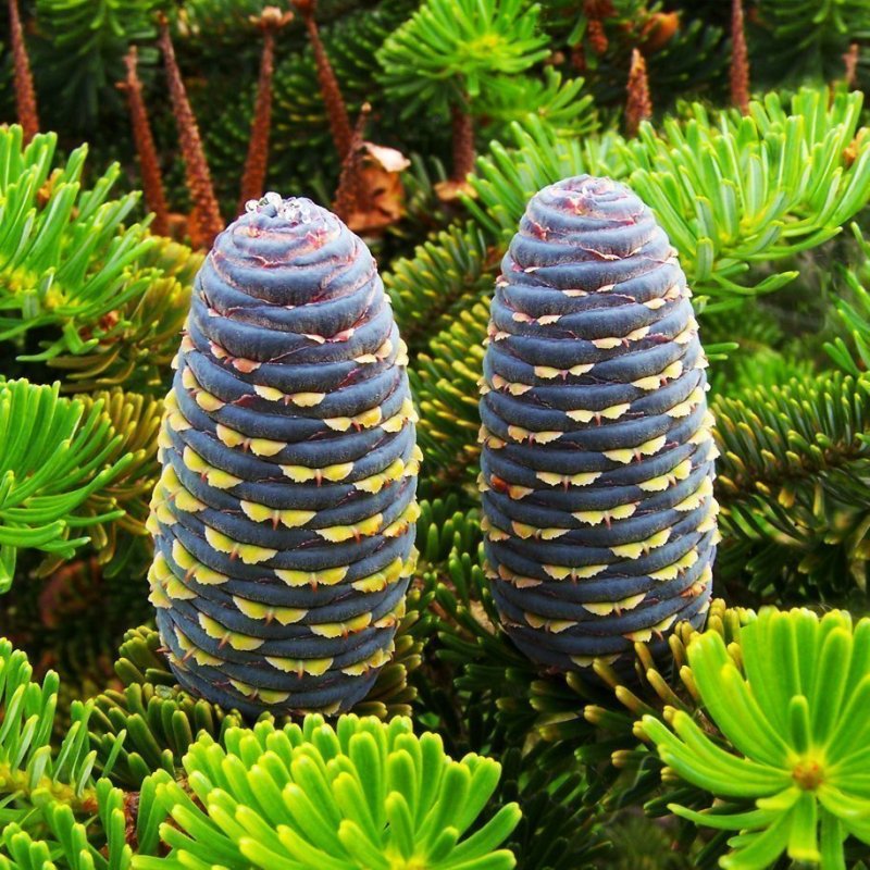 Abies Oil