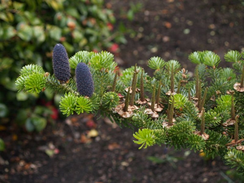Abies nordmanniana шишки
