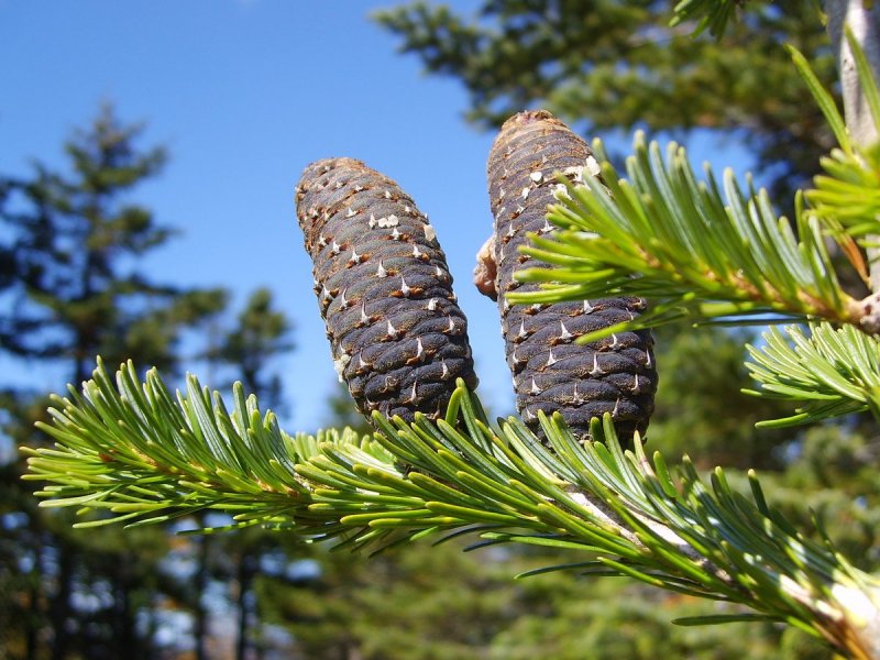 Пихта сибирской хвоя Abies sibirica