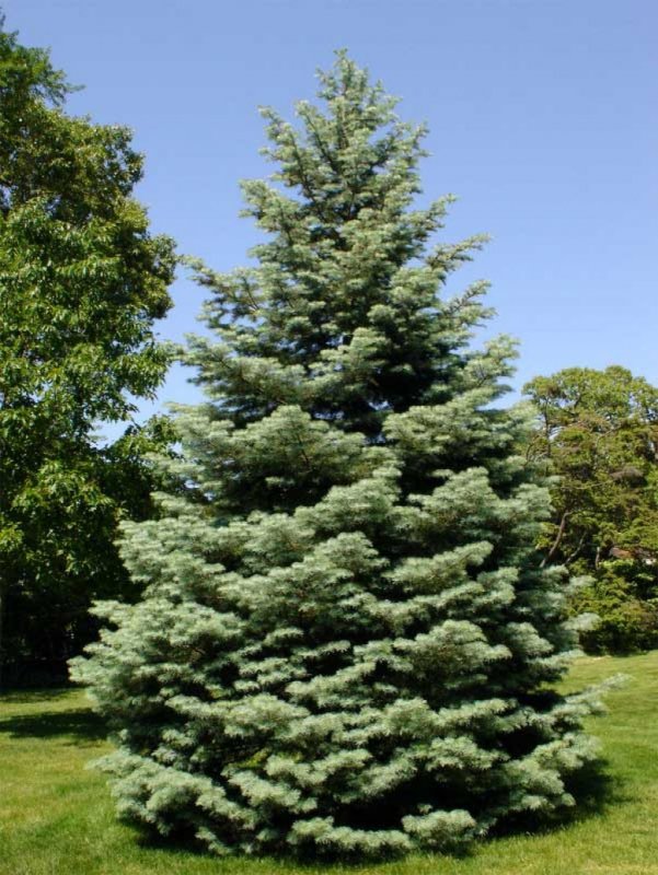 Пихта одноцветная Abies concolor