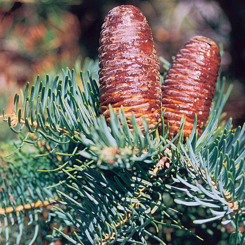 Пихта белая Abies Alba