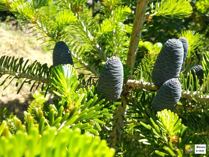 Abies nordmanniana шишки