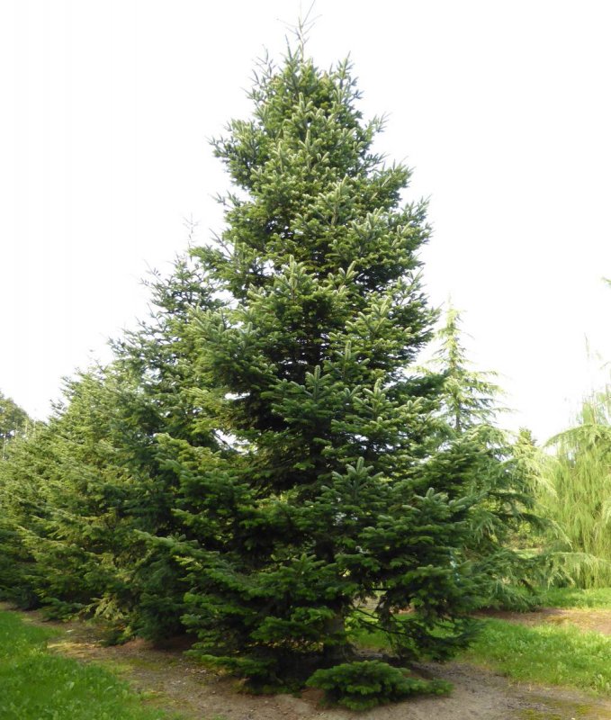 Пихта Сибирская Abies sibirica Ledeb.