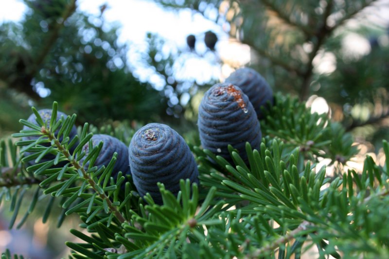 Пихта бальзамическая (Abies balsamea)