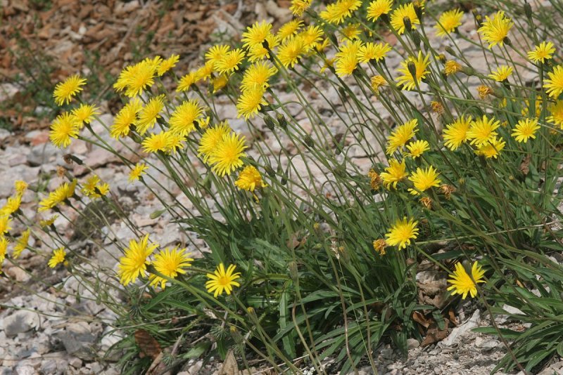 Leontodon Incanus