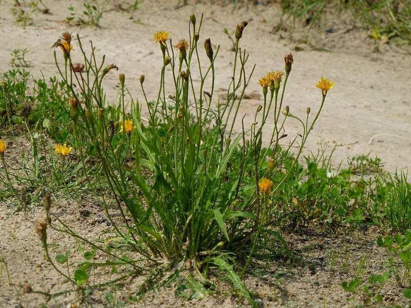 Leontodon autumnalis