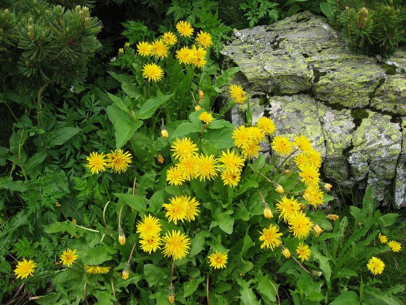 Taraxacum Kok-saghyz