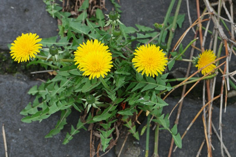Одуванчик Taraxacum officinale;
