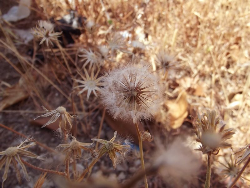 Кульбаба осенняя Leontodon autumnalis l. Астровые (Asteraceae)