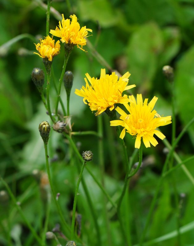 Leontodon autumnalis