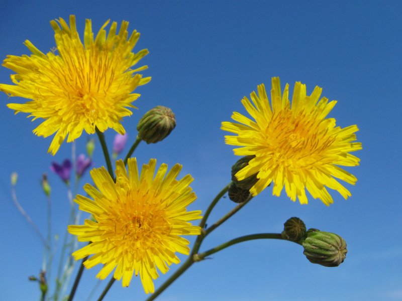 Кульбаба осенняя Leontodon autumnalis l. Астровые (Asteraceae)